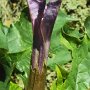 Jimson Weed (Datura stramonium): A poisonous non native annual which grew up to 2' tall.